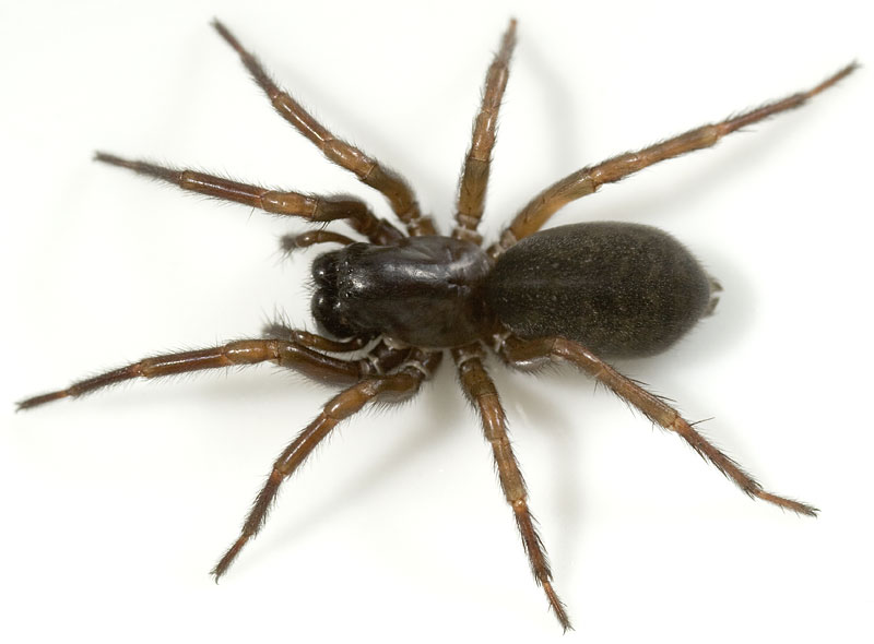 Datei:Coelotes-terrestris Mordtal 09-04 01.jpg