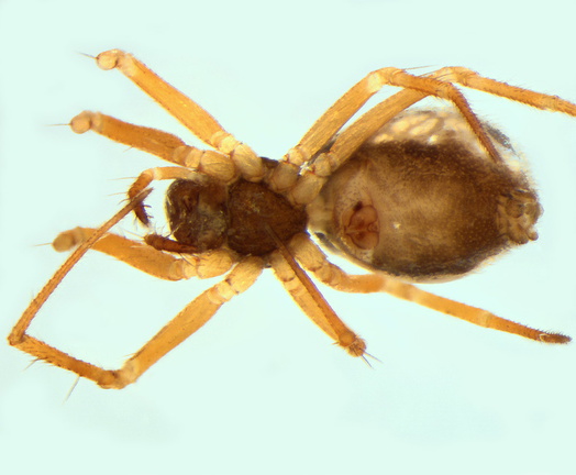 Datei:Obscuriphantes bacelarae w ve 2,21mm Lissabon Portugal 5Mai01 POger.jpg