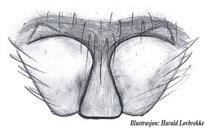 Datei:Pardosa fulvipes epigyn HLovbrekke.jpg
