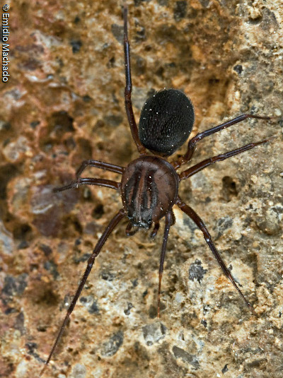 Scytodes velutina (C) Emidio Machado.jpg