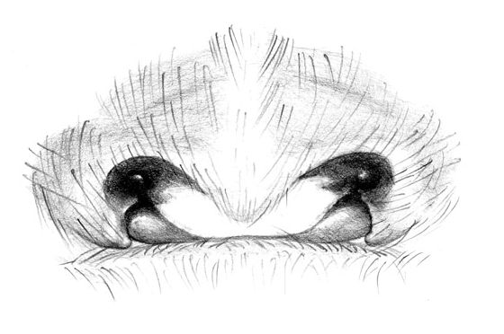 Datei:Tegenaria domestica epigyn illustrert GHMorka.jpg