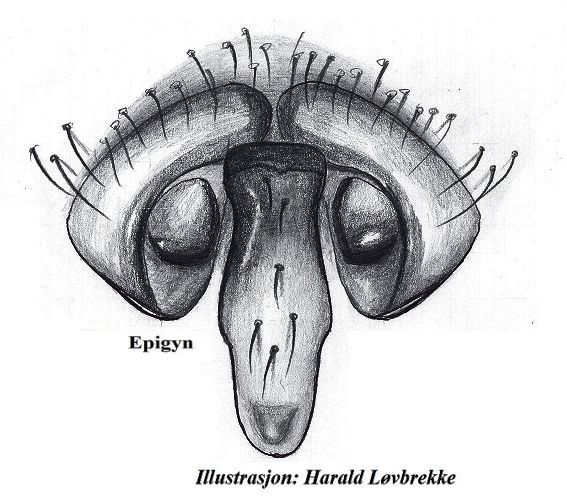 Datei:Centromerus arcanus epigyn HLovbrekke.jpg