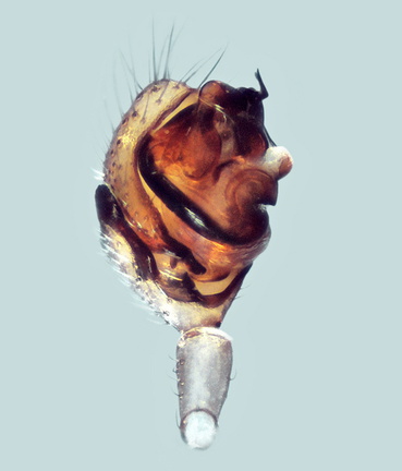 Datei:Diplocephalus machadoi m pp3 1,49mm Kalkmagerrasen FR 31Aug14 POger.jpg