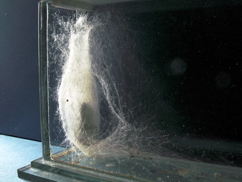 Datei:Segestria florentina w 22mm mit netz nach 2 Jahren 800x464.jpg