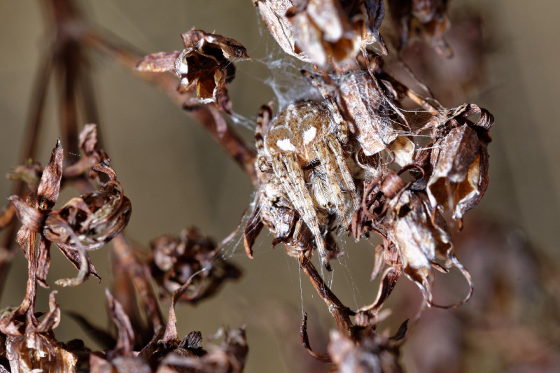 Datei:ARedii 2-2015 NSG Groenauer Heide DSC 0773 DxO.jpg