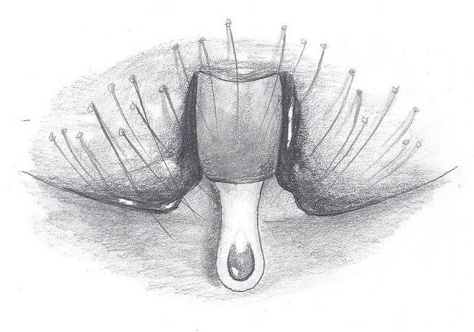Datei:Bathyphantes nigrinus Epigyne HLoevbrekke.jpg