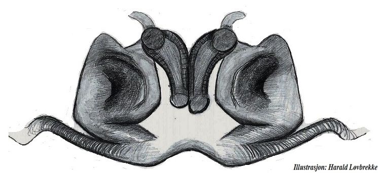 Datei:Clubiona norvegica vulva do HLovbrekke.jpg