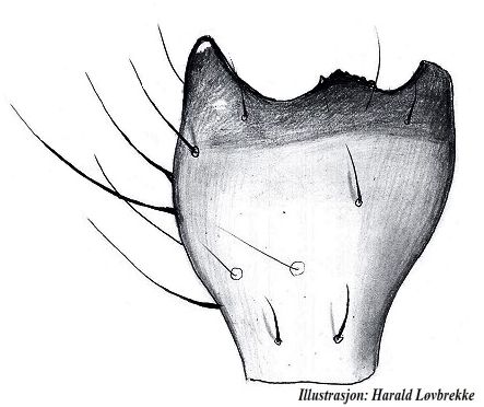 Datei:Acartauchenius scurrilis tibialapophyse vonOben HLovbrekke.jpg