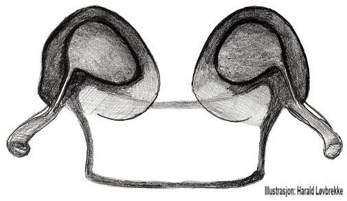 Datei:Amaurobius fenestralis vulva do HLovbrekke.jpg