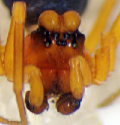 Datei:Hypomma biduberculatum m kopf frontal-28.05.10-494-9.jpg