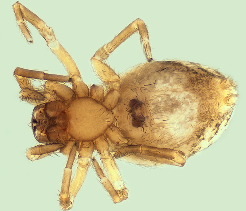 Datei:Scotholathys simplex w ve 2,15mm Marseille Frankreich 21Mai13 POger.jpg