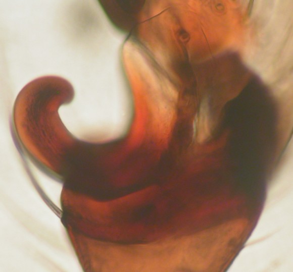 Datei:Semljicola faustus m paracymbium Jädraås Gästrikland sweden Sept2010 AFjellberg.jpg