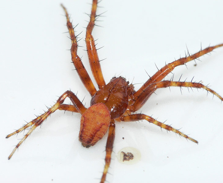 Datei:Araneus alsine 17 1024.jpg