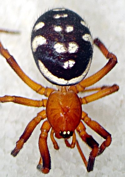 Steatoda dalhi dorsal-400.jpg