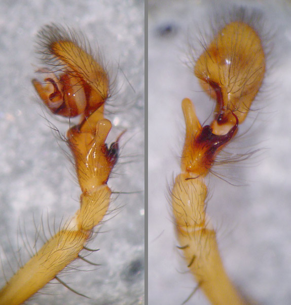 Datei:Amaurobius similis 11 1024.jpg