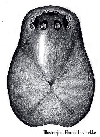 Datei:Frontinellina frutetorum female prosoma HLovbrekke.jpg