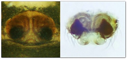 Datei:Gnathonarium dentatum epigyn vulva w 3mm ZweighaufenSumpf MFarlund.jpg