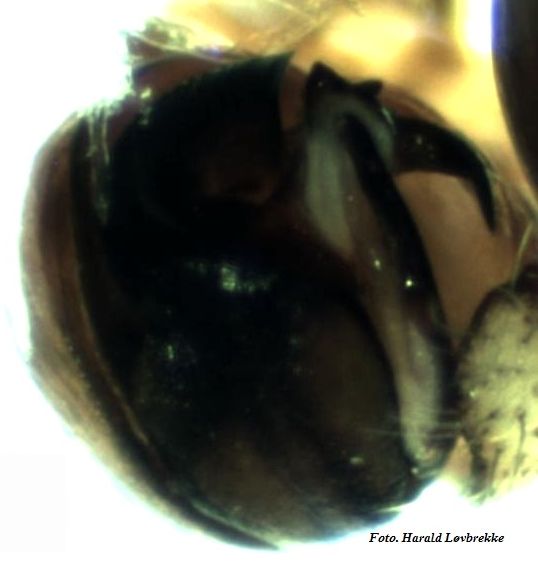 Datei:Araniella cucurbitina tupp 1 HLovbrekke.jpg