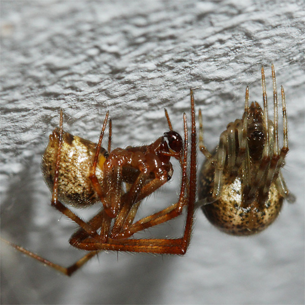 Datei:Parasteatoda tepidariorum f+m 2.jpg