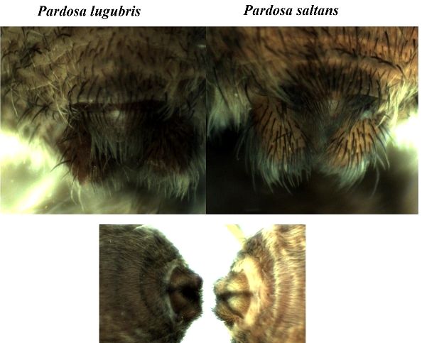 Datei:Pardosa lugubris P saltans spinnvorter fem HLovbrekke.jpg