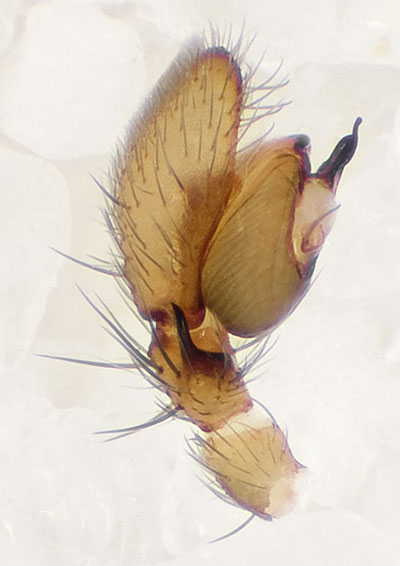 Datei:Apostenus-fuscus Schmieden 09-03 04-Ped.jpg