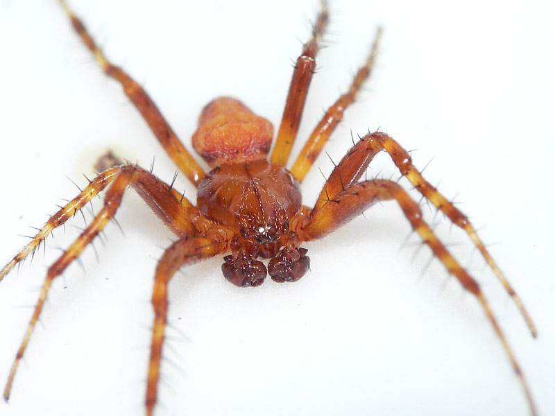Datei:Araneus alsine 18 1024.jpg