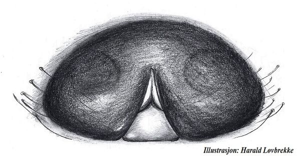 Datei:Semljicola latus epigyn HLovbrekke.jpg