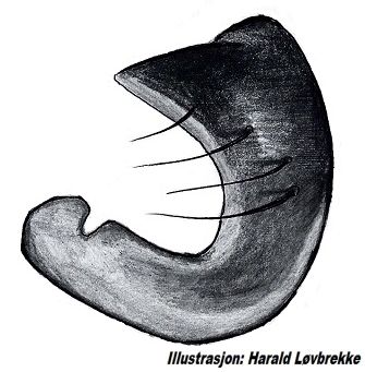 Datei:Kaestneria pullata paracymbium HLovbrekke.jpg