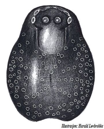 Datei:Lophomma punctatum prosoma male HLovbrekke.jpg