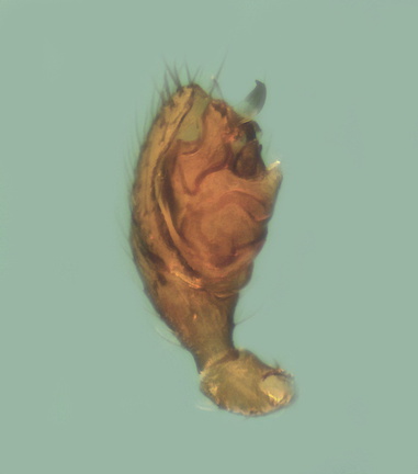 Datei:Alioranus pauper m pp2 1,48mm Flussufer Villefalse frankreich POger.jpg