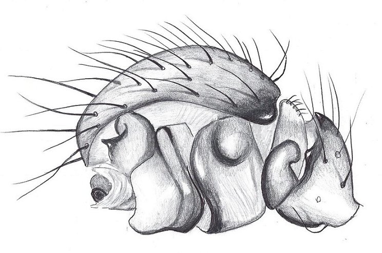 Datei:Mecynargus monticola Pedipalpus links HLoevbrekke.jpg