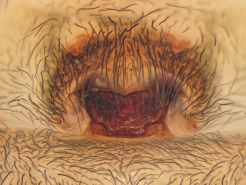 Datei:AFenestralis 2015-04-09 Epigyne.jpg