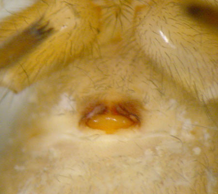 Datei:Amaurobius similis 7 1024.jpg