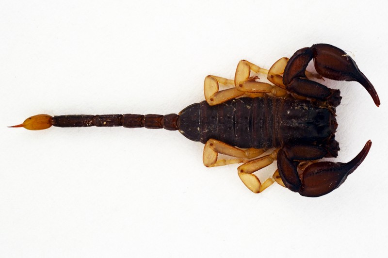 Datei:Euscorpius flavicaudis, vista dorsale Canu S..jpg