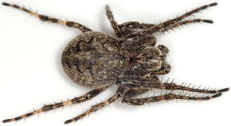 Datei:Ixobolus Weimar 08-07 03.jpg