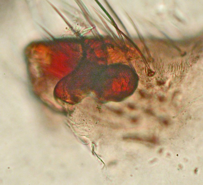 Datei:Kikimora palustris w epigyne lateral Engerdal 2,7mm Sumpf 07.06.12 AFjellberg.jpg