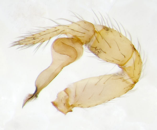 Datei:Scytodes-velutina Sardinien-Bosa 13-04 04-Ped.jpg