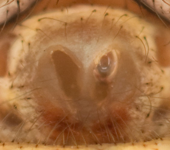 Datei:Xysticus kochi Epigyne 8-01479.jpg