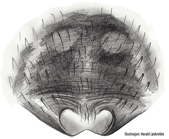 Datei:Clubiona germanica epigyn HLovbrekke.jpg