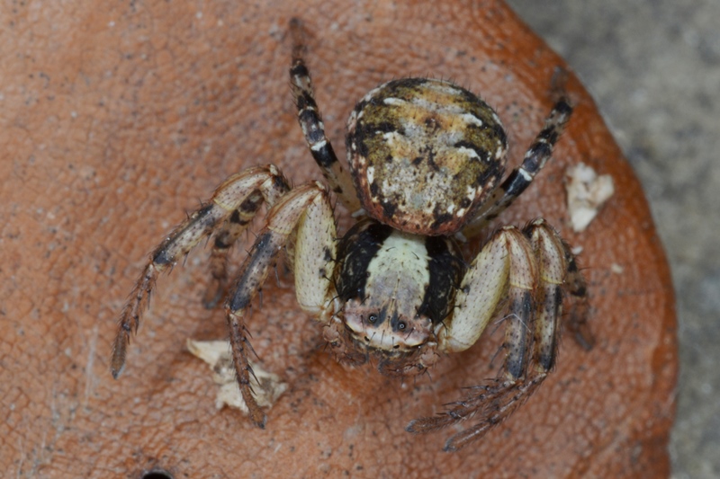 Datei:DSC 0719a xaudax.jpg