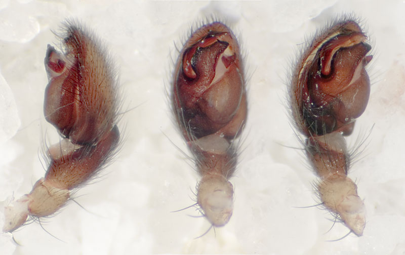 Datei:Dalmatensis Ettersberg 08-05 03-Ped.jpg