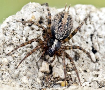 Texttrix pinicola 400.jpg