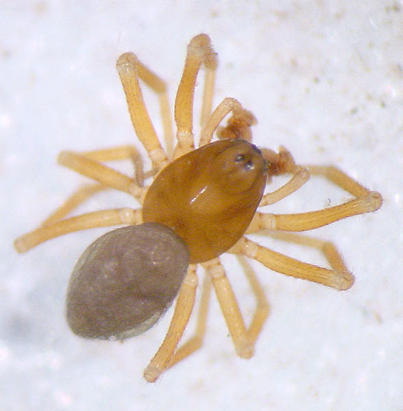 Datei:Thyreosthenius parasiticus 1024.jpg