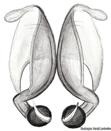 Datei:Drassyllus lutetianus vulva do HLovbrekke.jpg