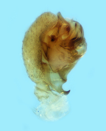 Datei:Mansuphantes pseudoarciger m pp2 1,p1mm POger.jpg