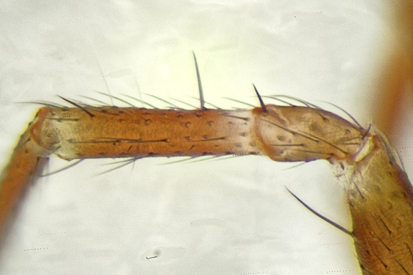 Datei:Microneta viaria 2015-12-31 f Bein III Patella Tibia.jpg