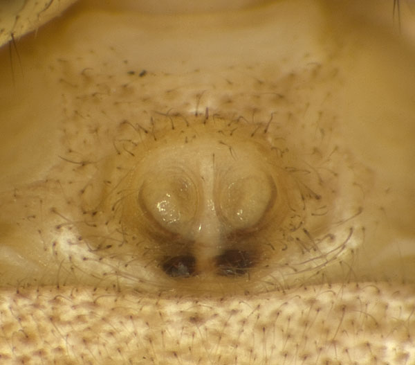 Datei:Xysticus-lanio Hainich 09-05 04-Epig.jpg