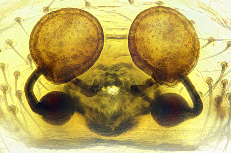 Datei:2019-09-21-18.43.45 ZS PMax-Bearbeitet-3.jpg