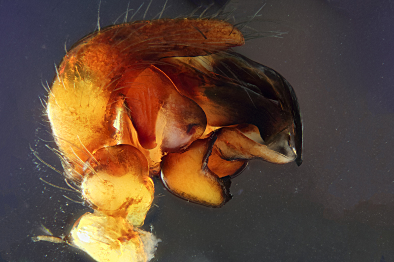 Datei:20200808-2020-08-08-14.33.12 ZS PMax-Bearbeitet.jpg