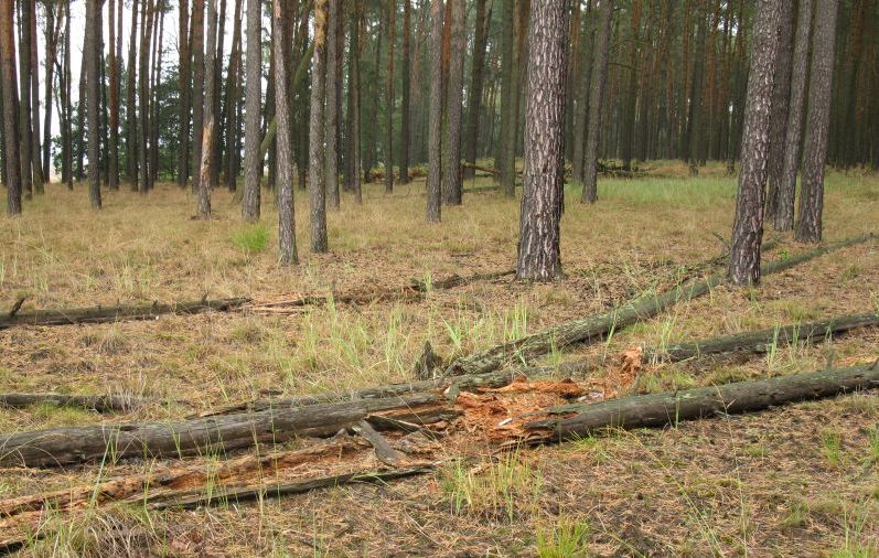 Datei:Am Pfefferfließ 06.10.2009 IMG 3591 (29).jpg